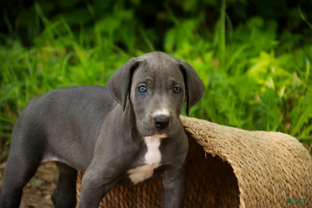 Great Dane dogs for sale: Lucy - Image 8
