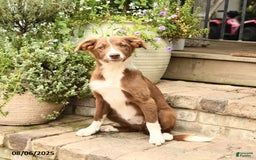Border Collie dogs for sale: Saige - Image 6