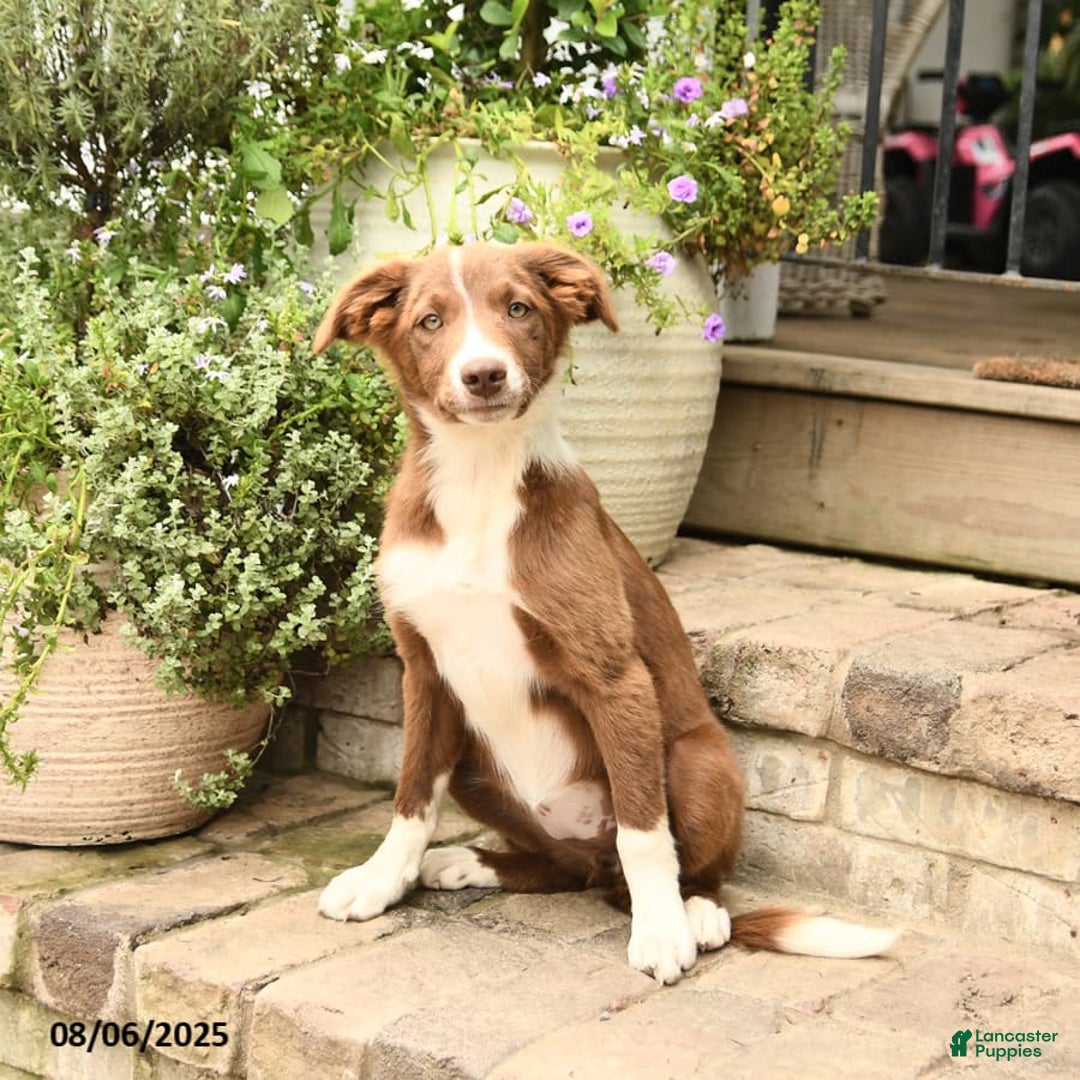 Border Collie dogs for sale: Saige - Image 6