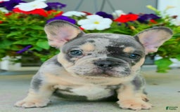 French Bulldog dogs for sale: Arlo - Image 10