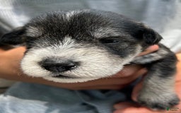 Miniature Schnauzer dogs for sale: Bernie - Image 6