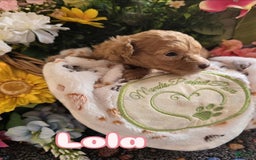 Toy Poodle dogs for sale: Lola - Image 3