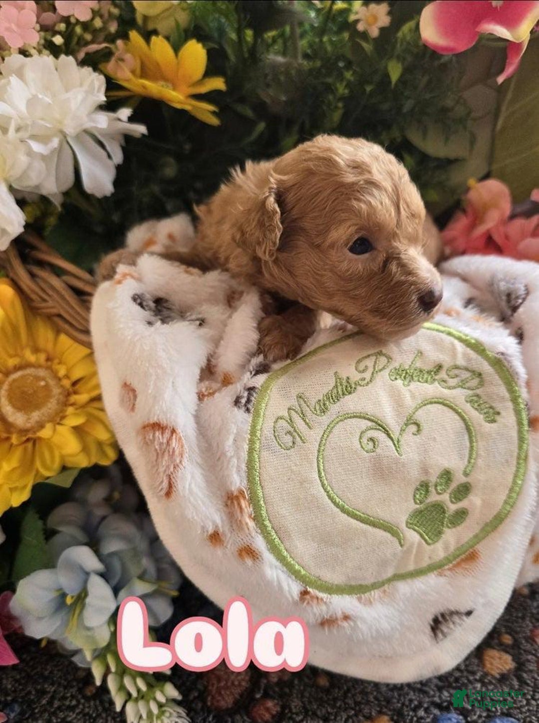 Toy Poodle dogs for sale: Lola - Image 3