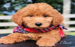 Goldendoodle dogs for sale: Flank - Image 2