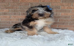 Mini Bernedoodle dogs for sale: River - Image 1