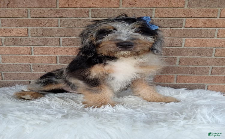 Mini Bernedoodle dogs for sale - Ad 2