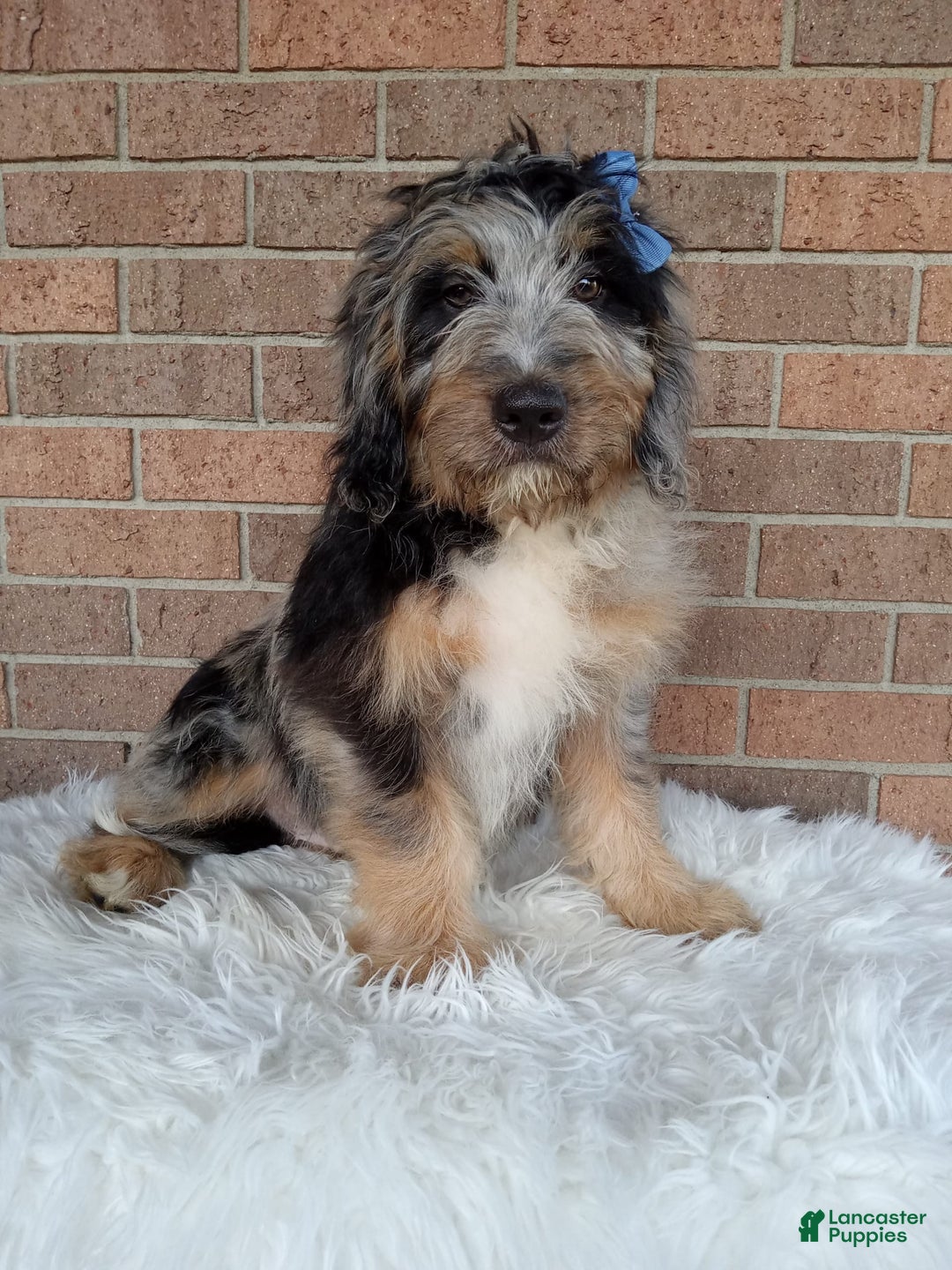 Mini Bernedoodle dogs for sale: River - Image 1