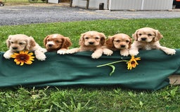 Cocker Spaniel dogs for sale: Krystella - Image 3