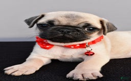 Pug dogs for sale: Tinker - Image 3