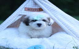 Shihpoo dogs for sale: Hank - Image 17