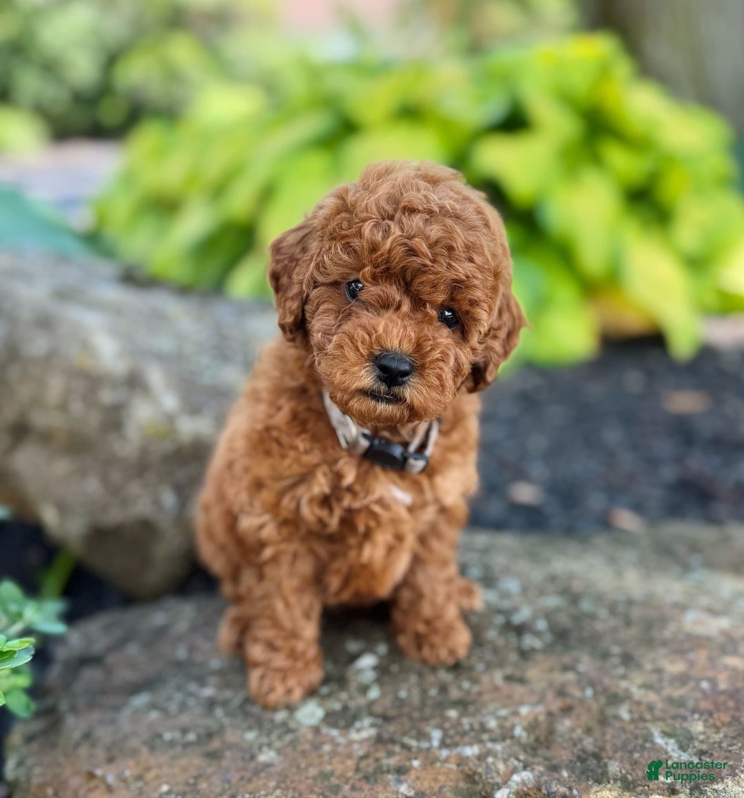 Mini Goldendoodle dogs for sale: Leeli - Image 6