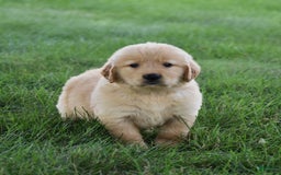 Golden Retriever dogs for sale: Golden Retriever 8 puppies - Image 8