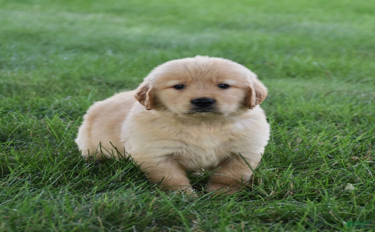 Golden Retriever dogs for sale - Ad 5