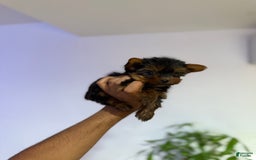 Yorkshire Terrier dogs for sale: Snuggles - Image 4