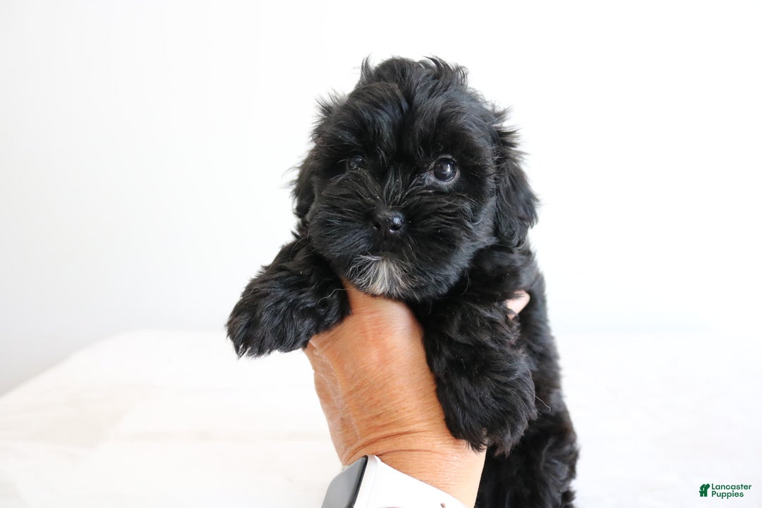 Shihpoo dogs for sale: Luna - Image 7