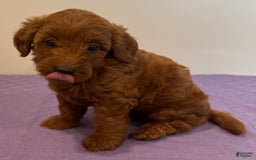 Mini Goldendoodle dogs for sale: Molly - Image 2
