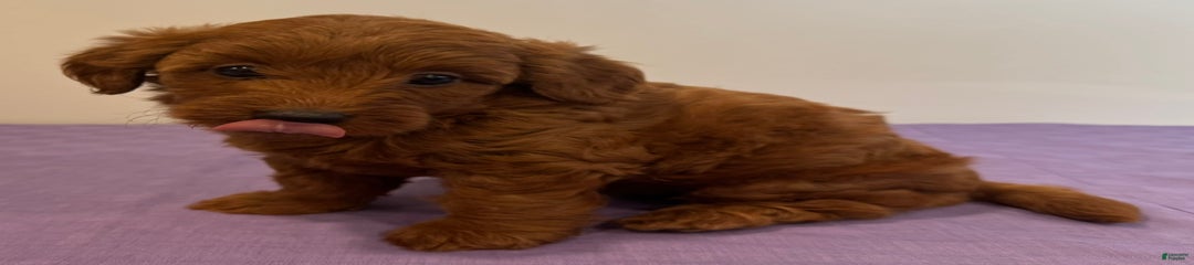 Molly