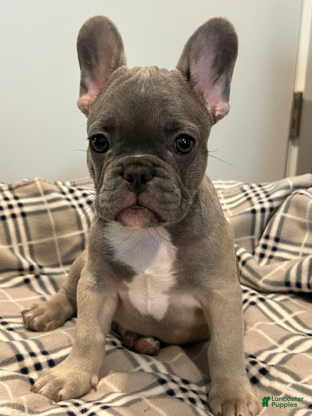 French Bulldog dogs for sale: Daisy - Image 3