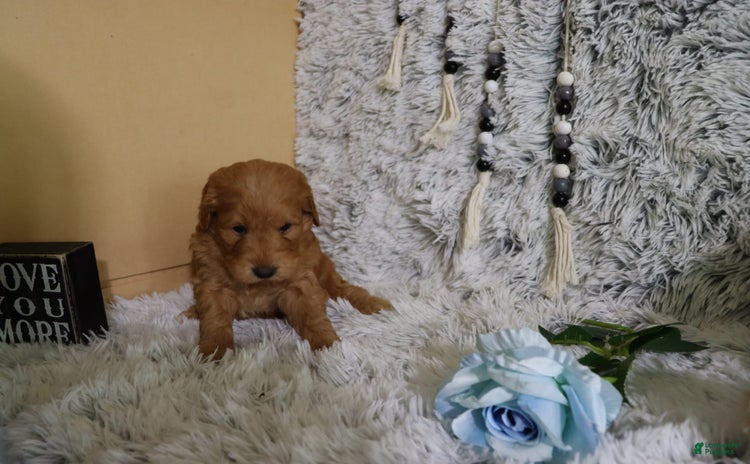 Mini Goldendoodle dogs for sale - Ad 2