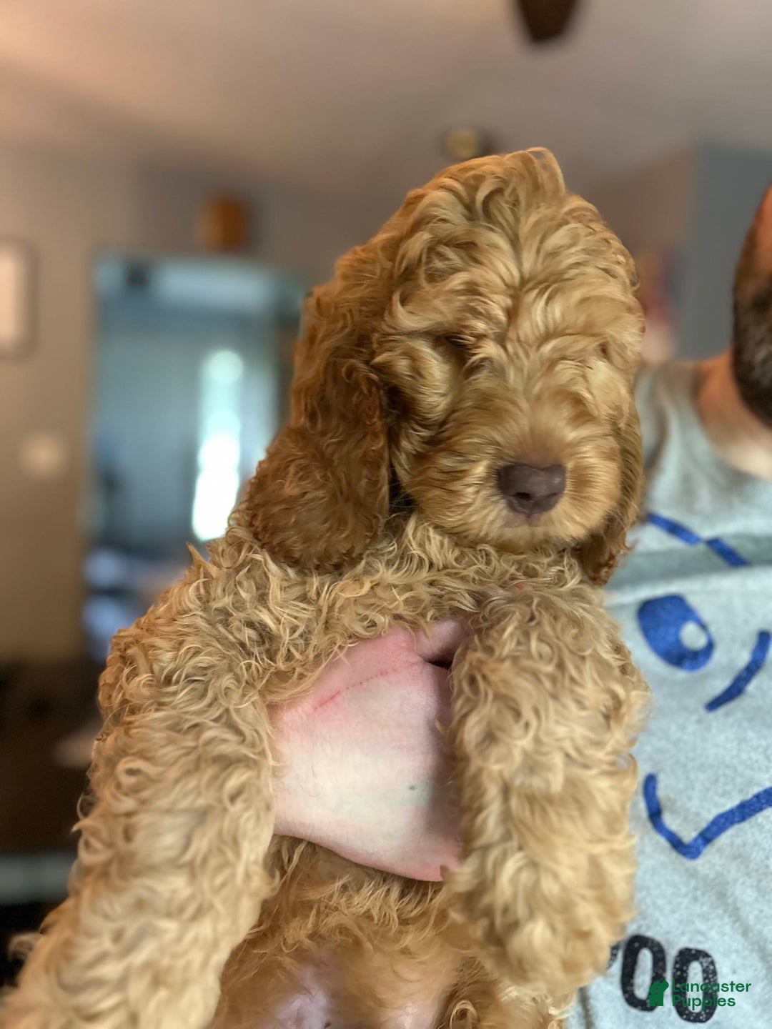 Goldendoodle dogs for sale: Percy - Image 3