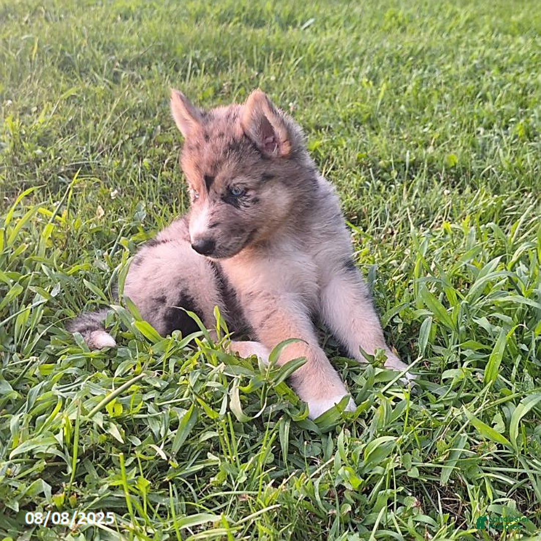 Gerberian Shepsky dogs for sale: Wolf - Image 3