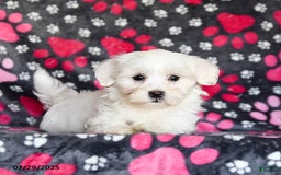 Maltese dogs for sale: Nestle - Image 5
