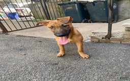 German Shepherd dogs for sale: Maggie - Image 2
