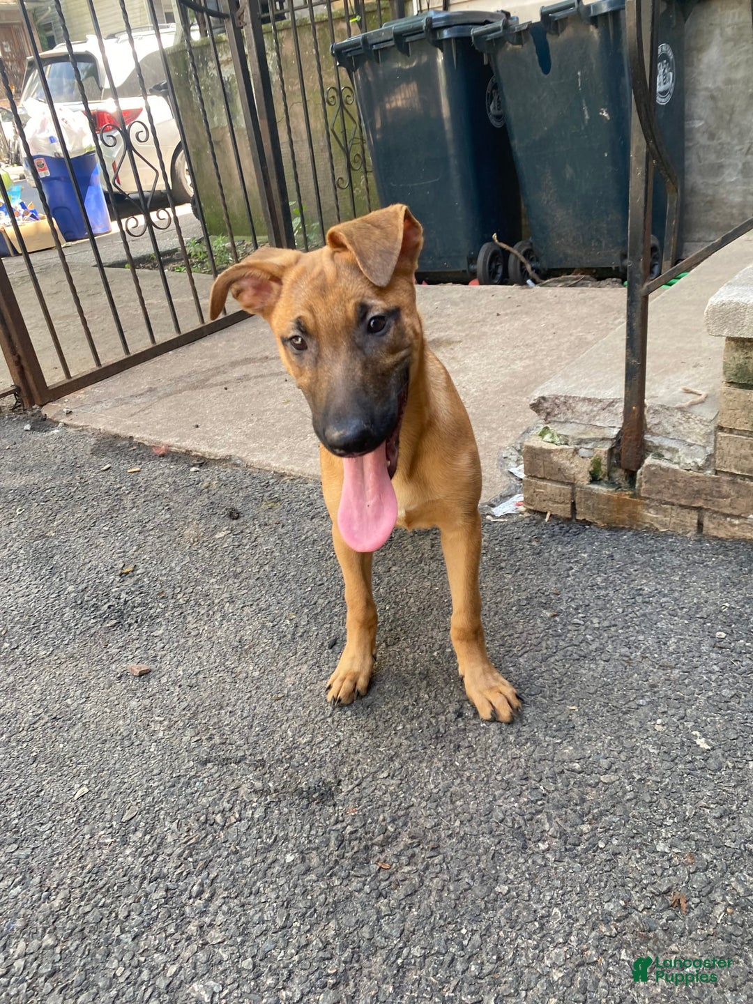 German Shepherd dogs for sale: Maggie - Image 2