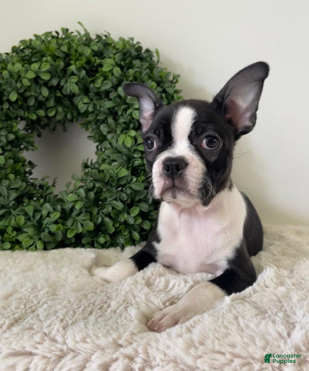 Boston Terrier dogs for sale: Delilah - Image 3