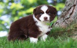 Australian Shepherd dogs for sale: Snorkel - Image 9
