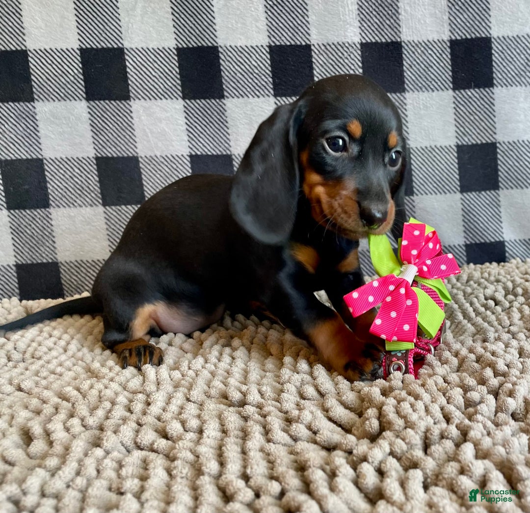Miniature Dachshund dogs for sale: Nessa - Image 6
