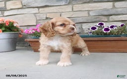 Cocker Spaniel dogs for sale: Oakley - Image 4