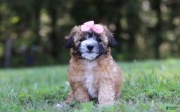 Shihpoo dogs for sale: Amelia - Image 2
