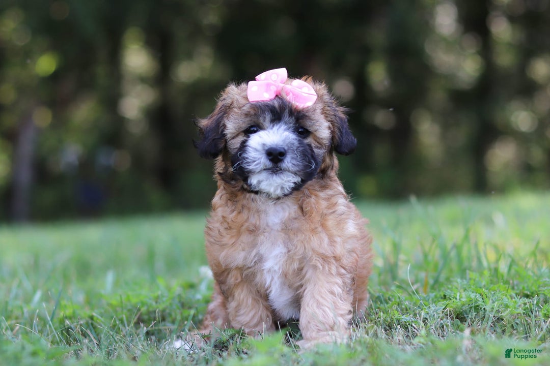 Shihpoo dogs for sale: Amelia - Image 2