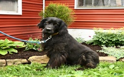 Newfoundland dogs for sale: Midnight - Image 1