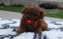 Toy Poodle dogs for sale: Kody - Image 7