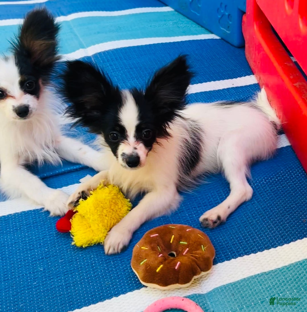 Papillon dogs for sale: CH. Olimpia x Wilder - Image 2