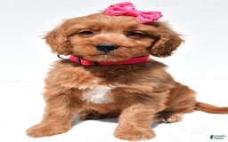 Mini Goldendoodle dogs for sale: Trixie - Image 6