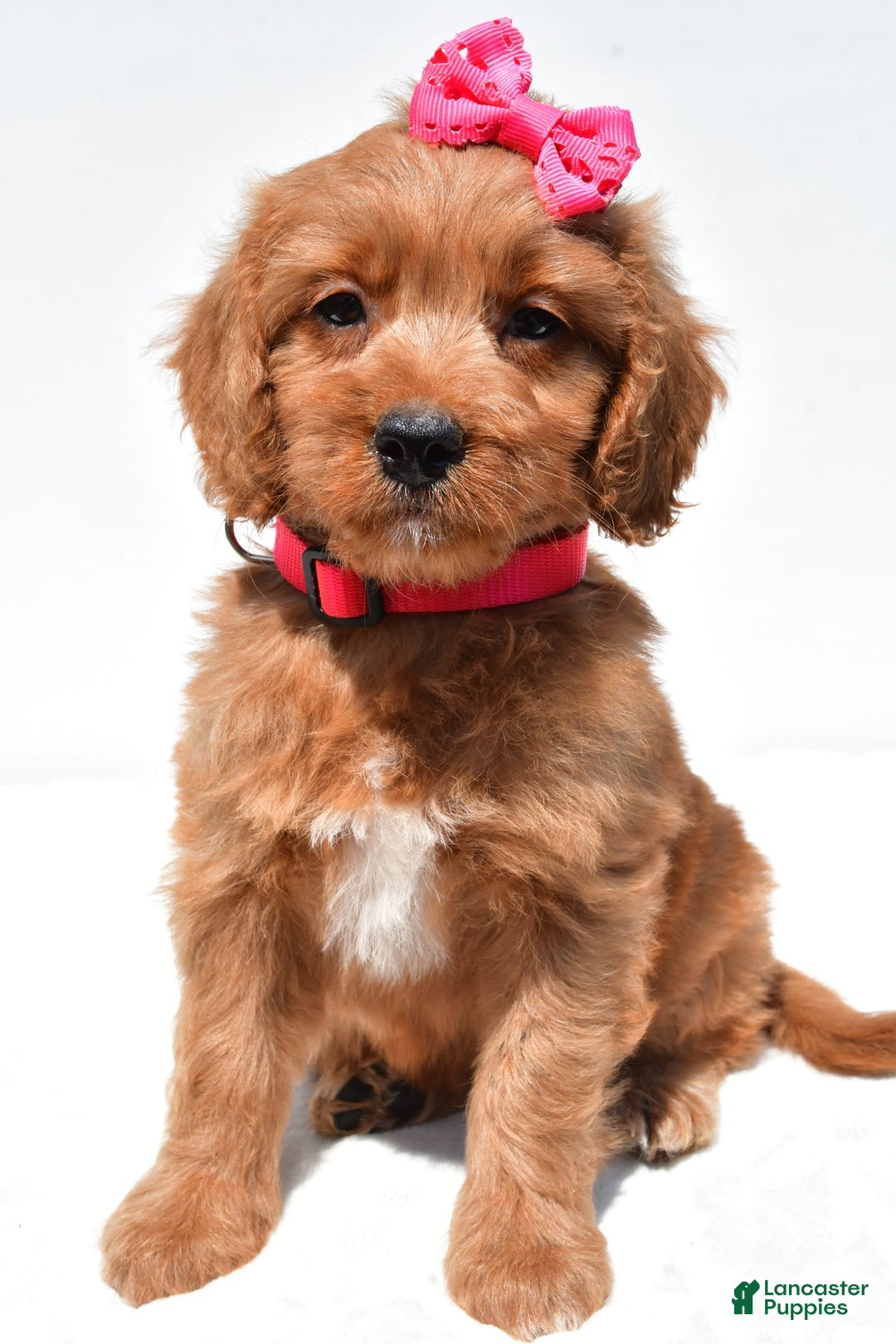 Mini Goldendoodle dogs for sale: Trixie - Image 6