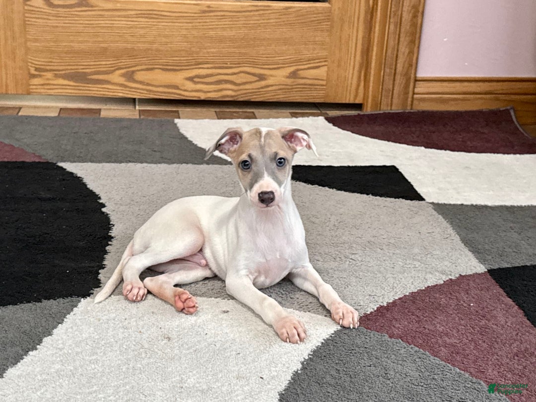 Italian Greyhound dogs for sale: Jaden - Image 3