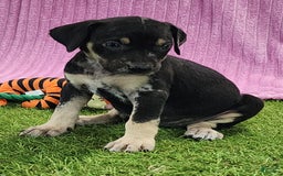 Catahoula Leopard Dog dogs for sale: Tess 2025 Female 4 - Image 2