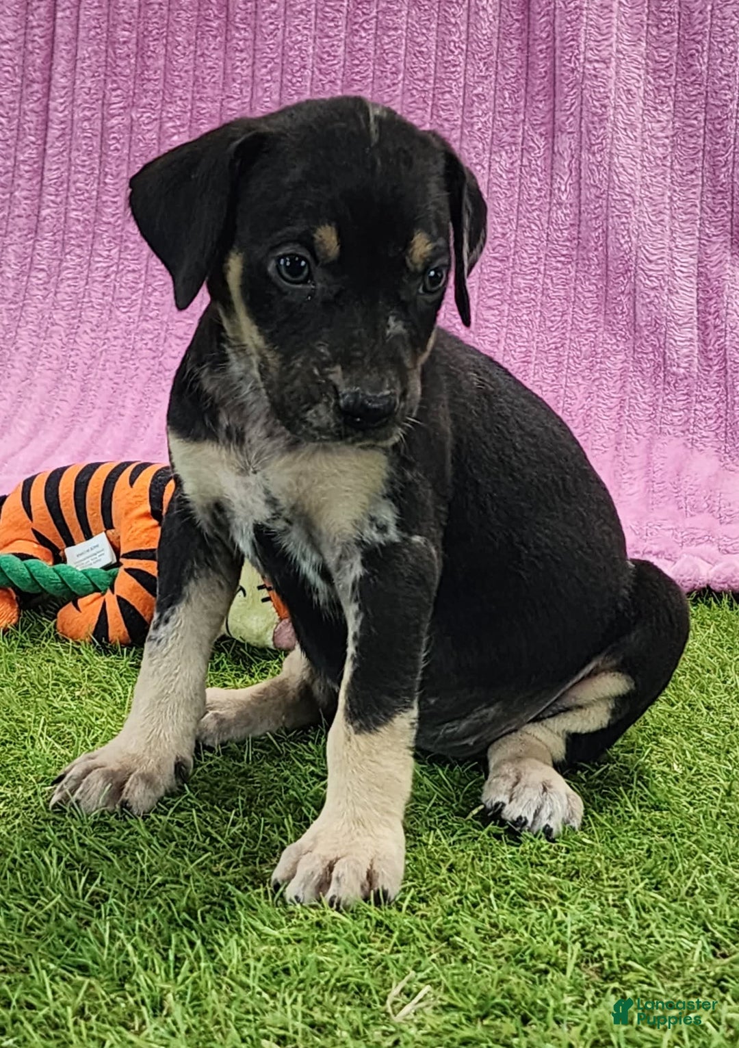 Catahoula Leopard Dog dogs for sale: Tess 2025 Female 4 - Image 2