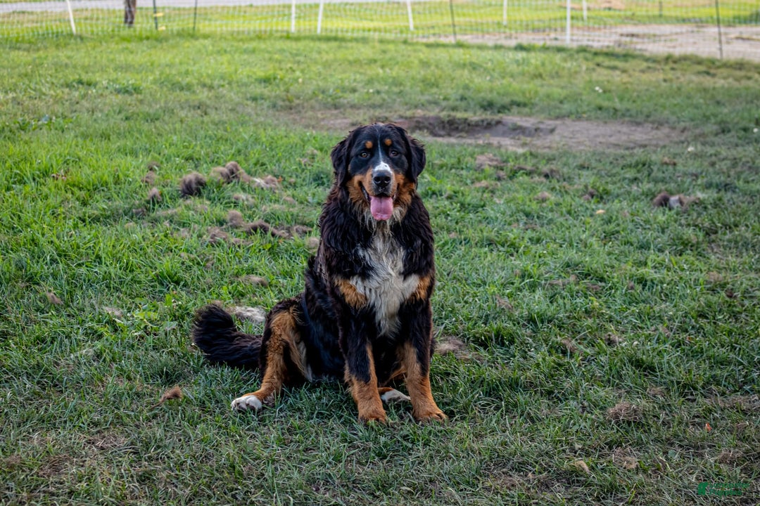 Bernese Mountain Dog dogs for sale: Beau - Image 10