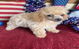Toy Poodle dogs for sale: Carmella - Image 2