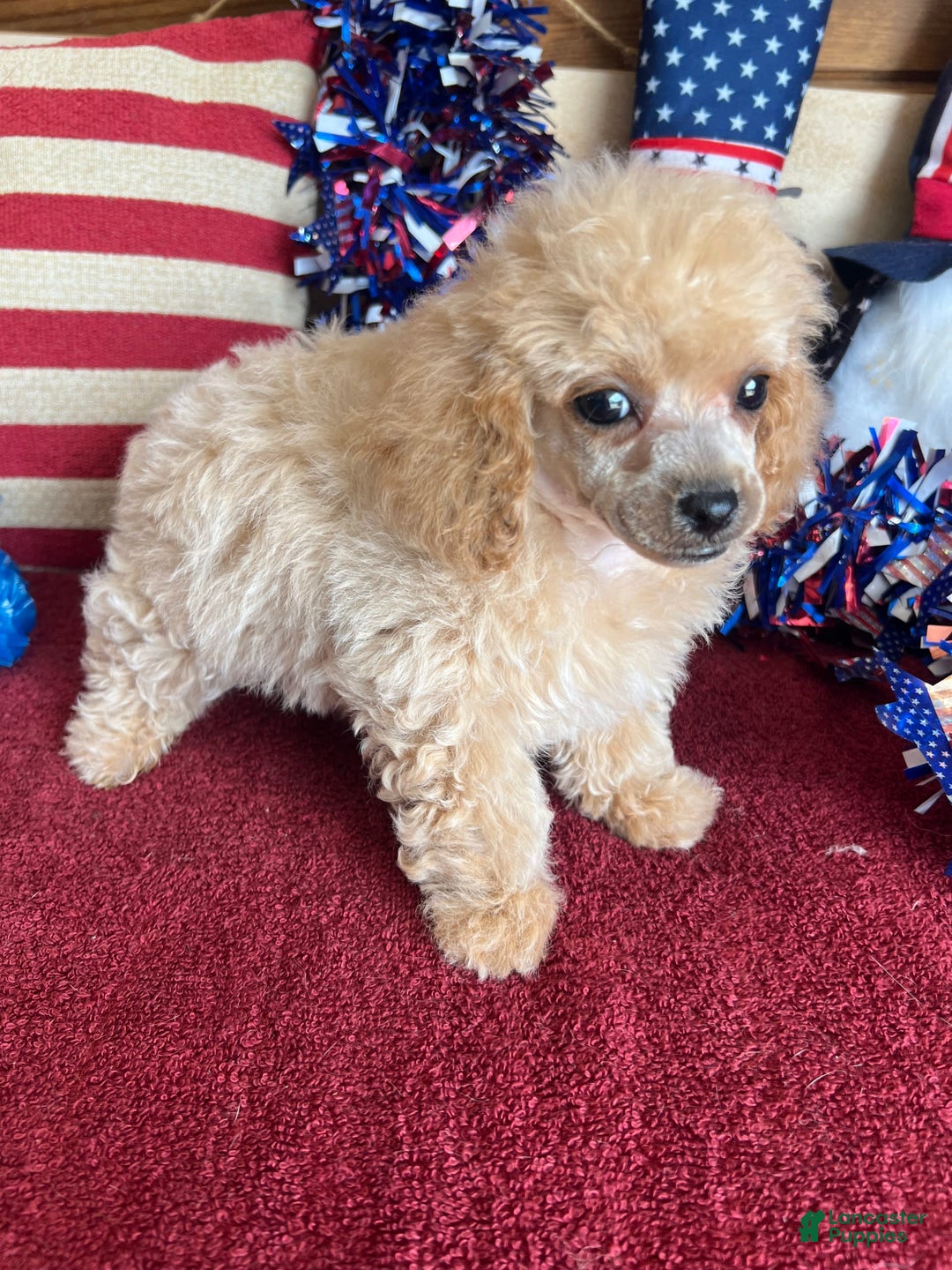 Toy Poodle dogs for sale: Carmella - Image 2