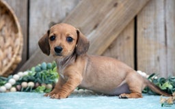 Miniature Dachshund dogs for sale: Bailey - Image 4