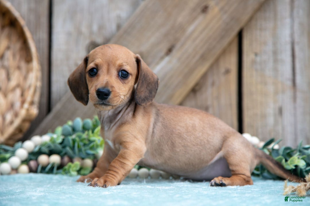 Miniature Dachshund dogs for sale: Bailey - Image 4