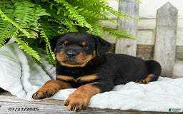 Rottweiler dogs for sale: Sparkey - Image 2