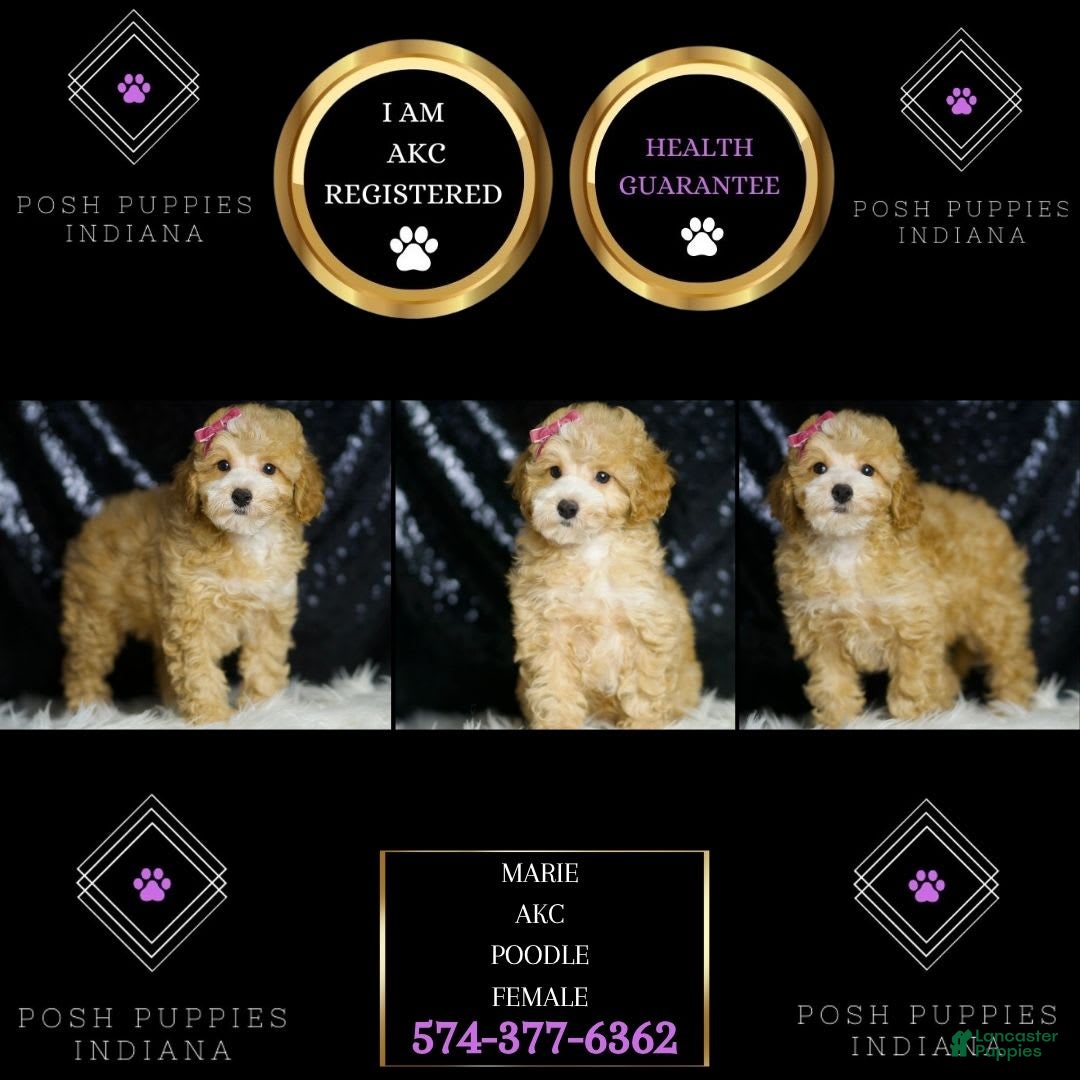 Toy Poodle dogs for sale: Marie - Image 2