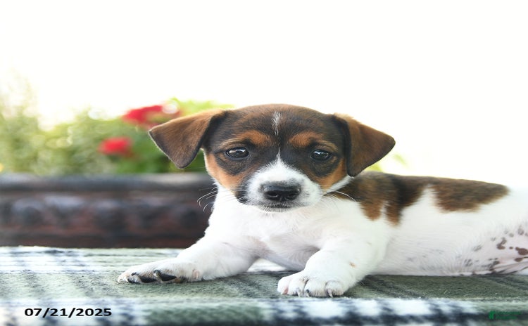 Jack Russell Terrier dogs for sale - Ad 4